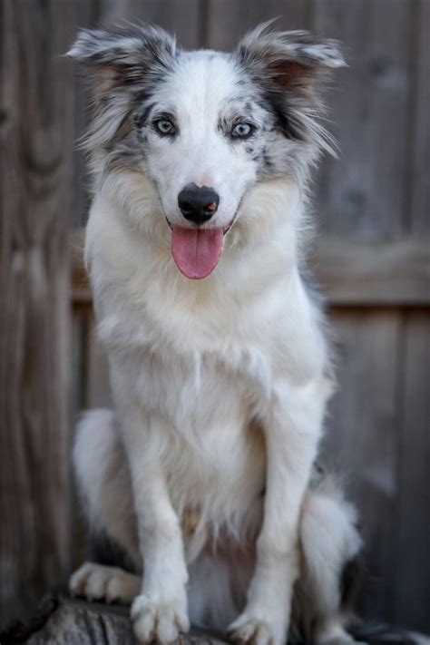 Rare Border Collie Colors & Patterns - Merle, Slate, Sable & More!