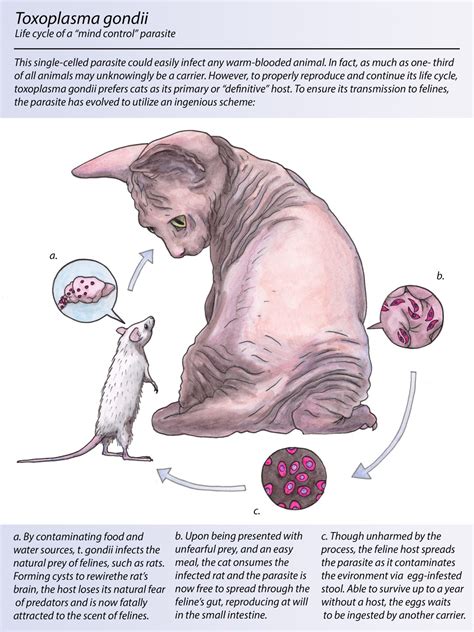 Toxoplasma Gondii In Humans Symptoms