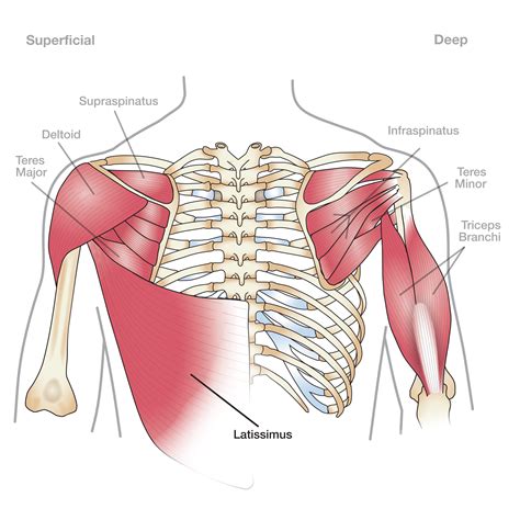 Shoulder Girdle Stabilization - Melanie Bermudez Pilates