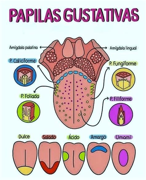 Papilas gustativas | Medical school stuff, Medical school essentials ...