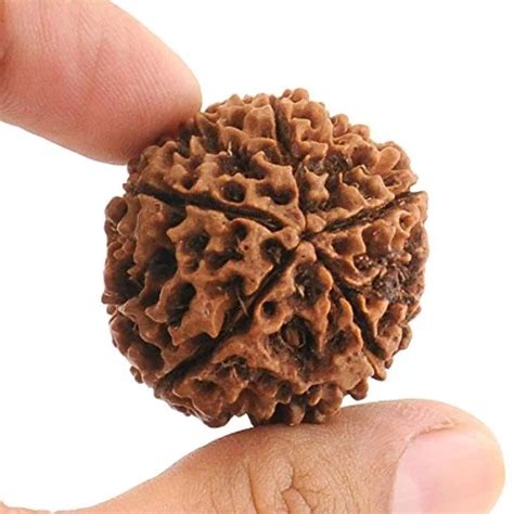 100% Original Five Face Rudraksha (5 Mukhi Rudraksh)