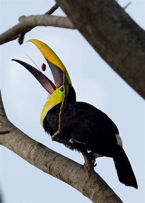 67 best Corcovado National Park images on Pinterest | Corcovado national park, National parks ...