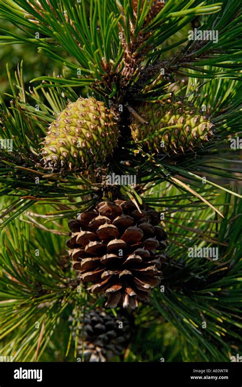 Pine cones, female cones, pitch pine tree, Pinus rigida Stock Photo - Alamy