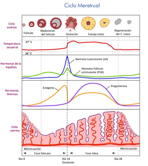 El ciclo menstrual