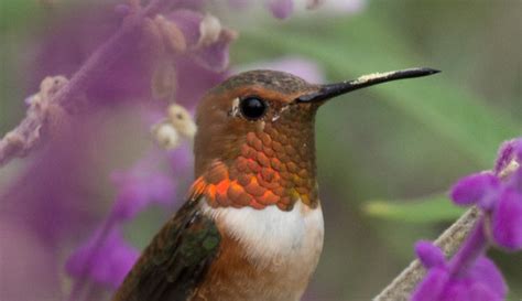 Allen's Hummingbird | Bird | Laura Erickson's For the Birds