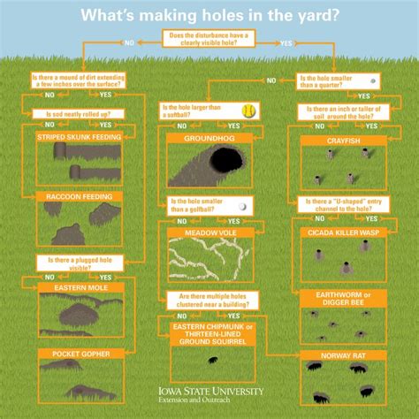 Diagnosing Holes in the Yard | Natural Resource Stewardship | Digging ...