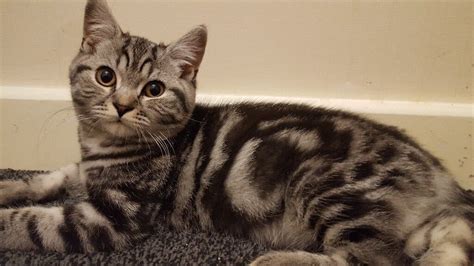 British shorthair silver tabby kittens | in Leicester, Leicestershire | Gumtree