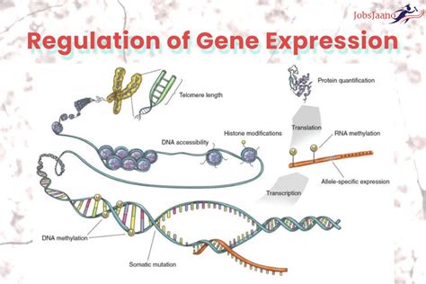 MCQ on Regulation of Gene Expression in Eukaryotes - JobsJaano