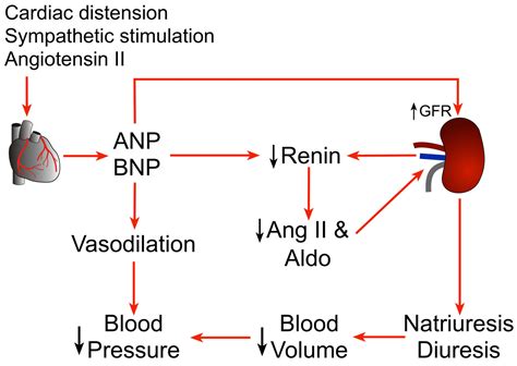 Brain natriuretic peptide & nt pro brain natriuretic peptide test and ...