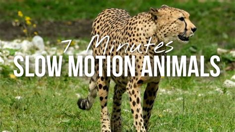 The Best Slow Motion Animals HD Video | GG NaturArt - YouTube