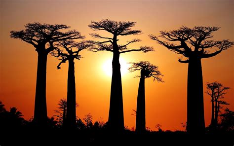 Many baobabs, sunset, Morondava, Madagascar #Many #Baobabs #Sunset #Morondava #Madagascar #2K # ...