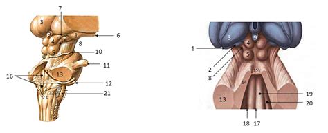 04 Diencefalon, jedra in bela substanca telencefalona; metathalamus in možgansko deblo; 4/7 ...