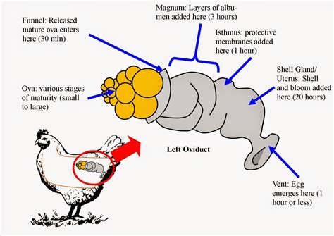 Roots 'n' Shoots: The C Files: How to raise chickens – Layers & Nest Business