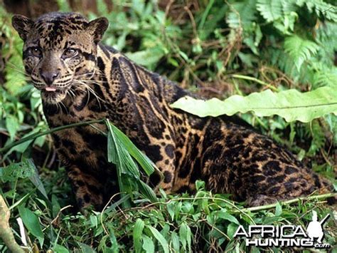 Clouded Leopard | AfricaHunting.com