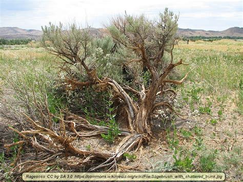 Getting to Know the Value of Sagebrush Plants - Virily