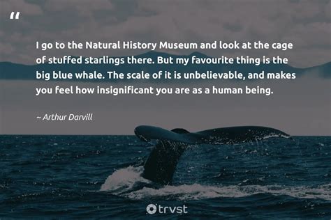 35 Whale Quotes To Help You Be Calm And Hopeful