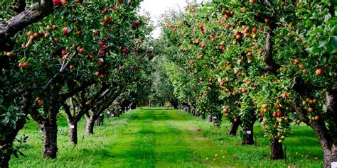 Zone 6 Fruit Trees: A Complete List - GFL Outdoors