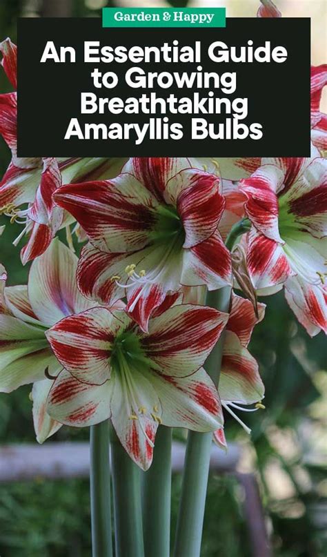 An Essential Guide to Growing and Caring Amaryllis Bulbs | Amaryllis bulbs, Garden bulbs ...