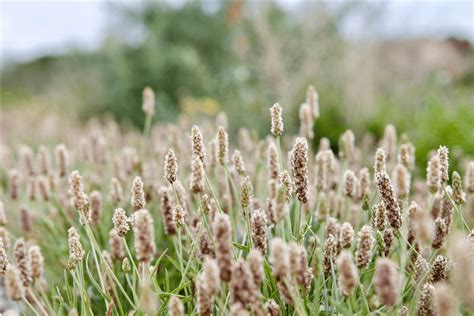 Plantago ovata - Ahwatukee Allergist