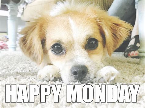 🖤 Happy Monday Dog Meme - 2021