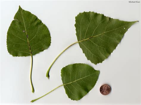 eastern cottonwood tree leaves - Danita Schilling