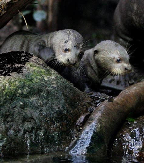 Baby Giant Otter Swimming Lessons! | Otters cute, Cute baby animals ...