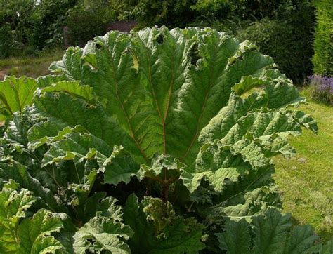 Gunnera tinctoria | Wychwood Tasmania