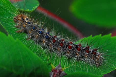 Drought, Gypsy Moths, and How They Impact Tree Mortality - UConn Today