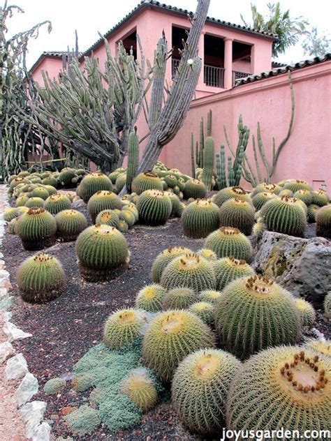 Lotusland Tour: Bromeliads, Cacti and Euphorbia Gardens | Joy Us Garden