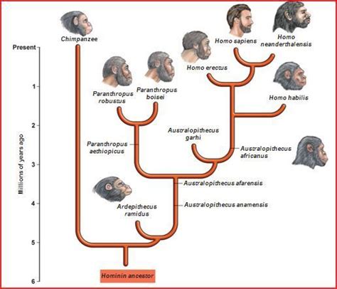 Human evolution, Human evolution tree, Phylogenetic tree