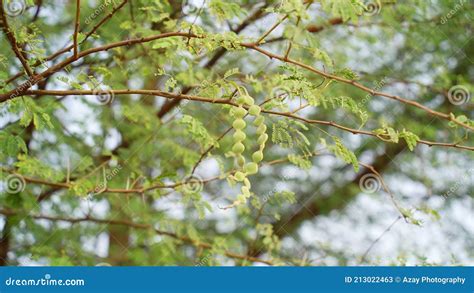 Vachellia Nilotica Plant Leaves Royalty-Free Stock Photography | CartoonDealer.com #112495409