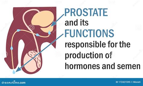 The Prostate And Its Functions. Infographics. Anatomy Of The Prostate. Cartoon Vector ...