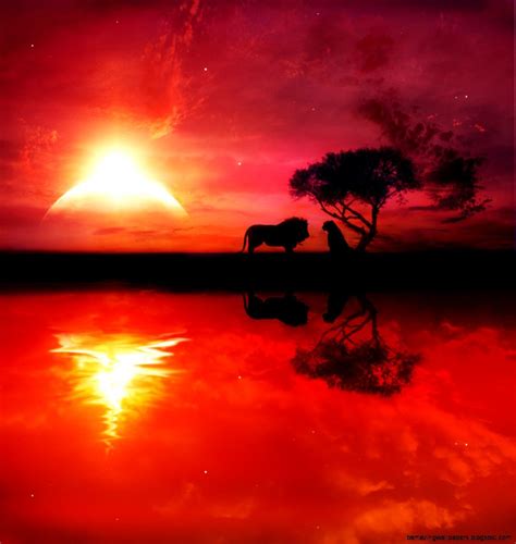 Africa Lion Sunset Wallpapers - 4k, HD Africa Lion Sunset Backgrounds on WallpaperBat