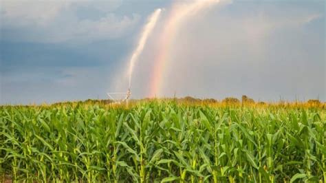 Corn Watering Needs — Explained in Great Detail