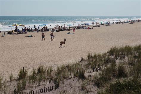 Ocean Beach: Fire Island’s Summer Playground