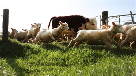 How New Zealand’s Climate Fight Is Threatening Its Iconic Farmland - The New York Times