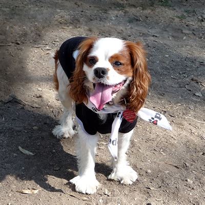 Cavalier Rescue USA - Burt in Ventura, CA | Cavalier rescue, Cavalier ...