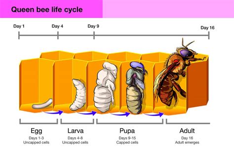 Creating a Queen Bee Look: Tips for Beekeepers - my-honeyextractor.com