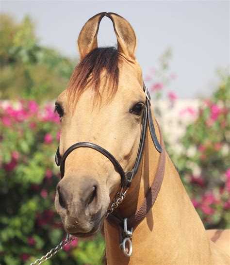 Kathiawari Horse: Breed Profile, 44% OFF