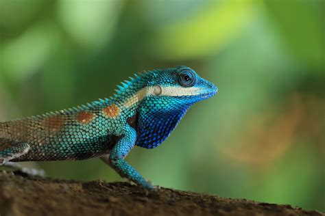 Blue crested lizard by Phil Tomlinson | Photocrowd photo competitions ...