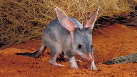 Eyre Peninsula bilby baby: Colony is surviving drought | The Advertiser