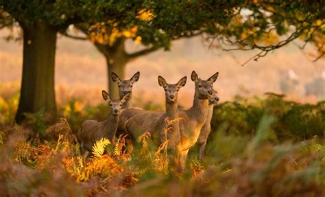 10 autumn wildlife trails in the UK