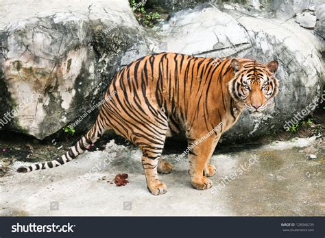 Royal Bengal Tiger Natural Habitat Sundarban Stock Photo 128046239 ...