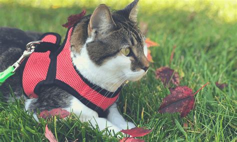 Top 5 Best Cat Harness In 2022: Reviews And Buying Guide - Petworshiper