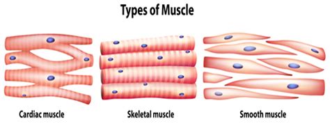 Types of muscles – Skeletal, Cardiac and Smooth – Anatomy QA