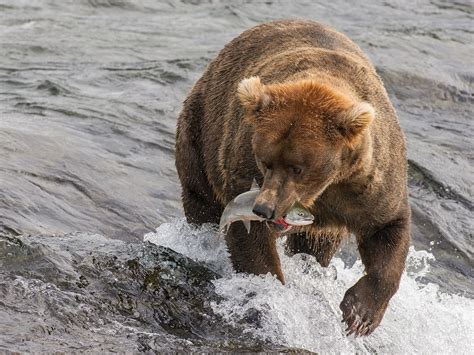 Bear with Salmon | Grizzly bear, Grizzly bear facts, Grizzly bear photography