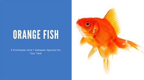 Orange Fish - 9 Freshwater (and 7 Saltwater Species for Your Tank - AquariumStoreDepot