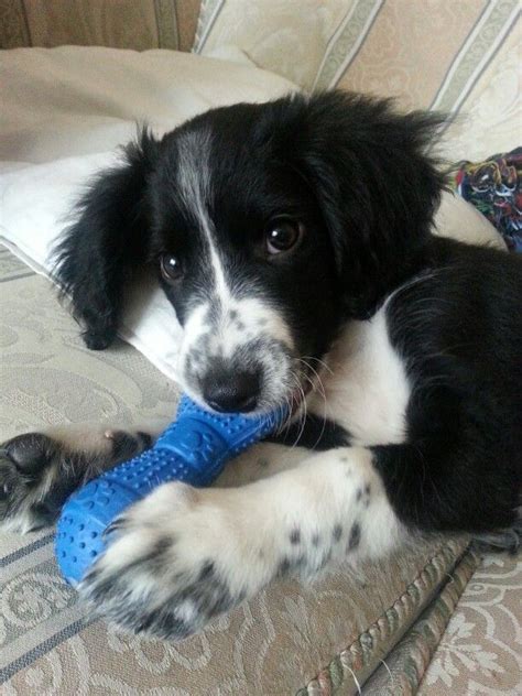 17+ best images about Springer spaniel border collie mix on Pinterest | Border collies, Spaniels ...