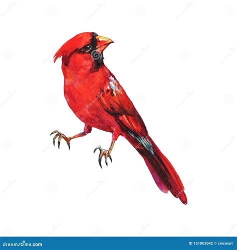 Watercolor cardinal bird stock illustration. Illustration of fauna ...