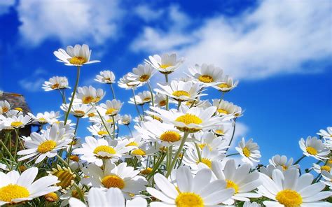 Daisies wallpaper | 1920x1200 | #66403